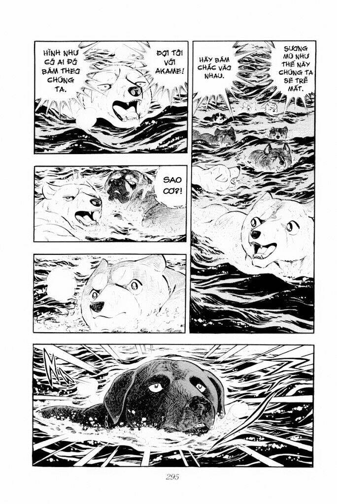 Chú Chó Có Nghĩa - Ginga Nagareboshi Gin: Chapter 30.2