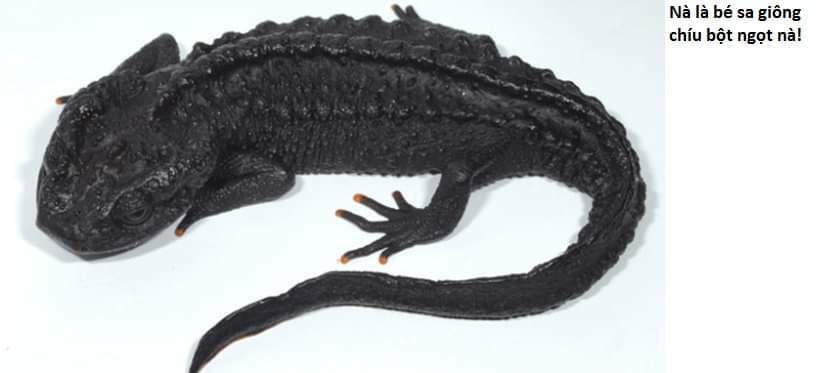 Không Xóa Sổ Con Người Được!!: Chapter 26.3