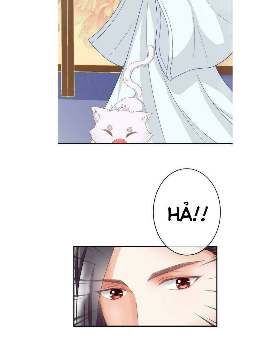 Báo Cáo Vương Gia, Vương Phi Là Một Con Mèo: Chapter 1