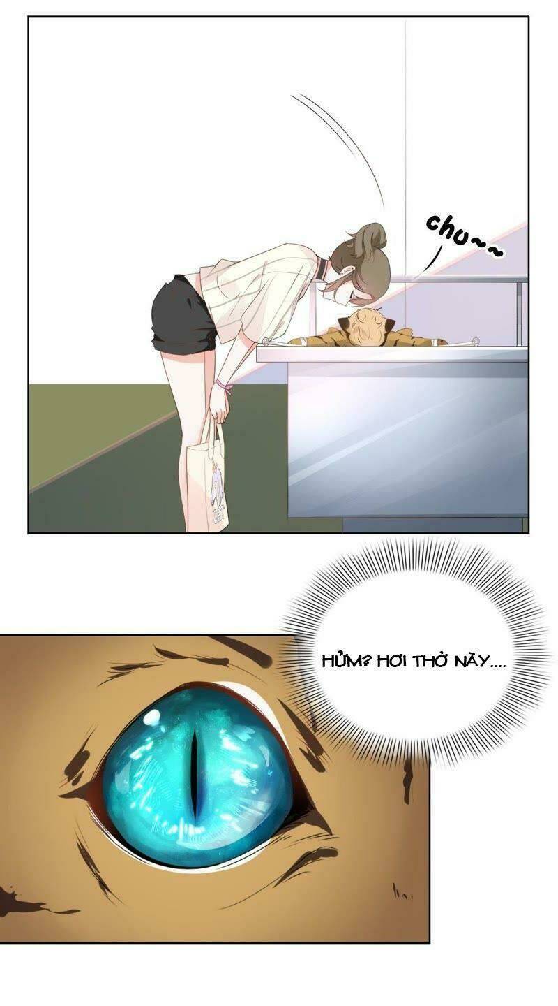 Thập Nhị Hắc Miêu: Chapter 1