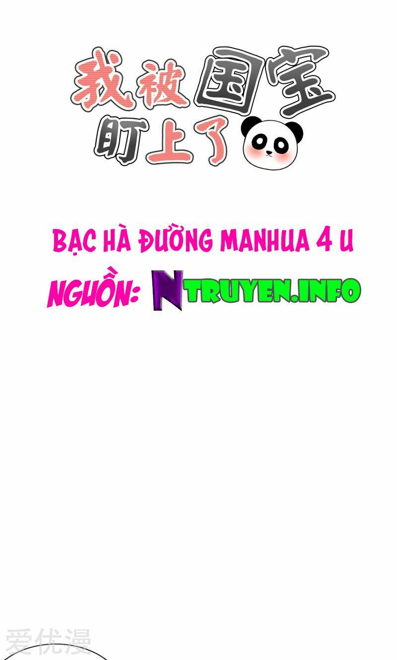 Tôi Bị Gấu Trúc Nhìn Trúng Rồi: Chapter 14