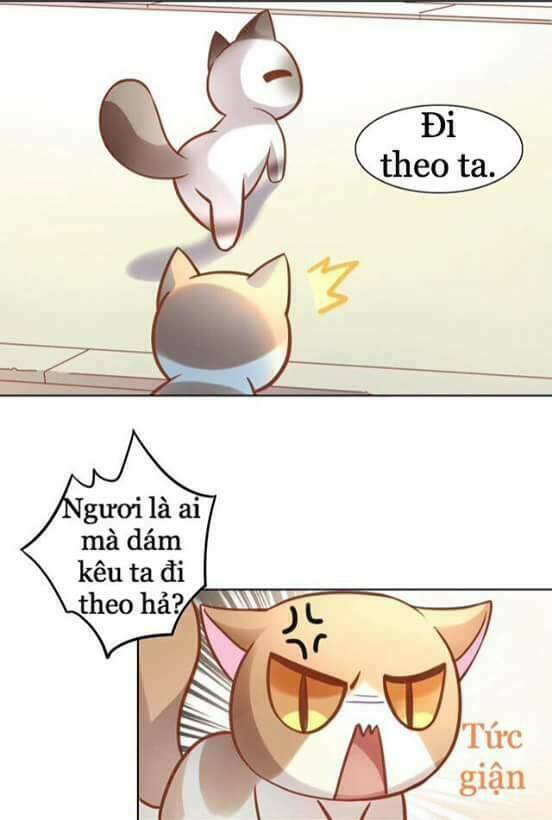 Dưới Móng Vuốt Mèo: Chapter 8