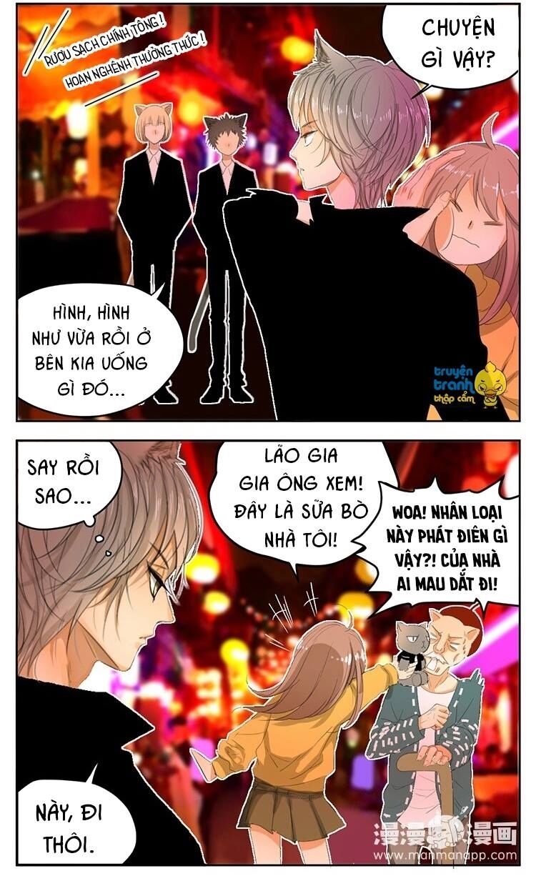 Cứu mạng ! Loài mèo thống trị thế giới rồi !: Chapter 23