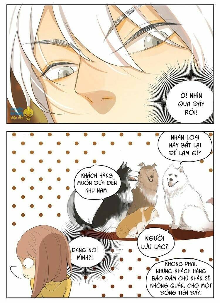 Cứu Mạng! Loài Mèo Thống Trị Thế Giới Rồi!: Chapter 19