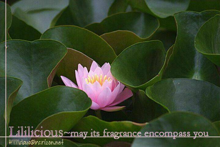 Maria-Sama Ga Miteru: Chapter 7