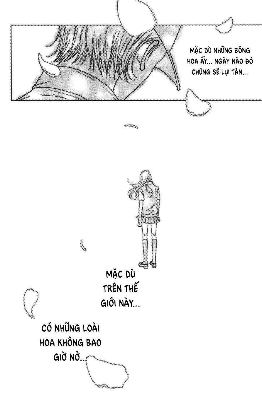Đóa Hoa Năm Ấy: Chapter 3