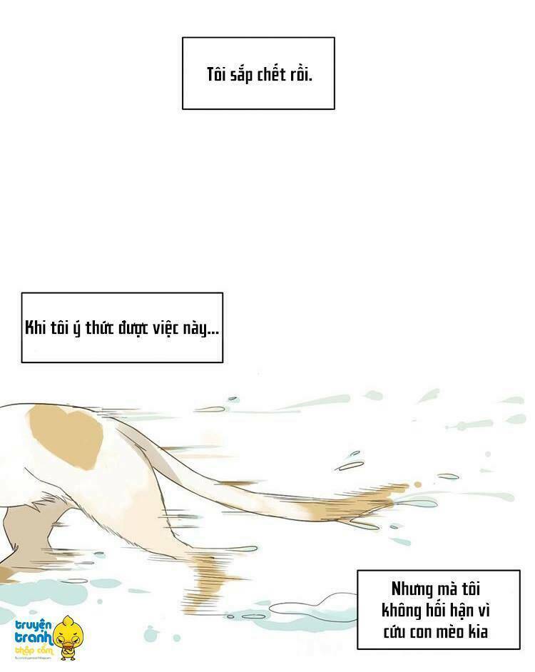 Cứu Mạng! Loài Mèo Thống Trị Thế Giới Rồi!: Chapter 2
