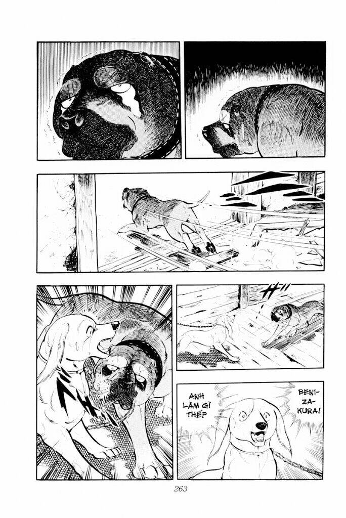 Chú Chó Có Nghĩa - Ginga Nagareboshi Gin: Chapter 30.1