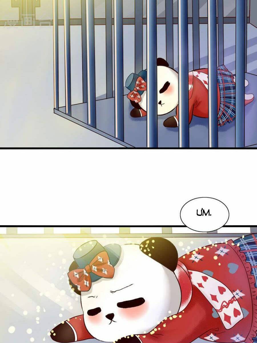 Tôi Bị Gấu Trúc Nhìn Trúng Rồi: Chapter 5