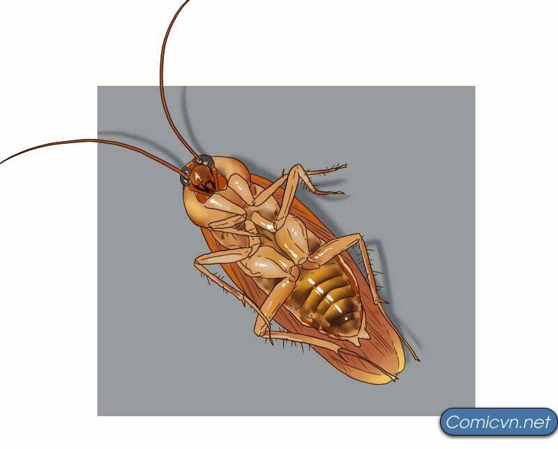 Thế Giới Cận Tử: Chapter 1