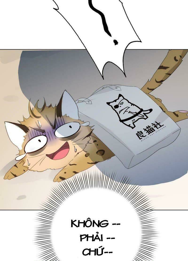 Thập Nhị Hắc Miêu: Chapter 1