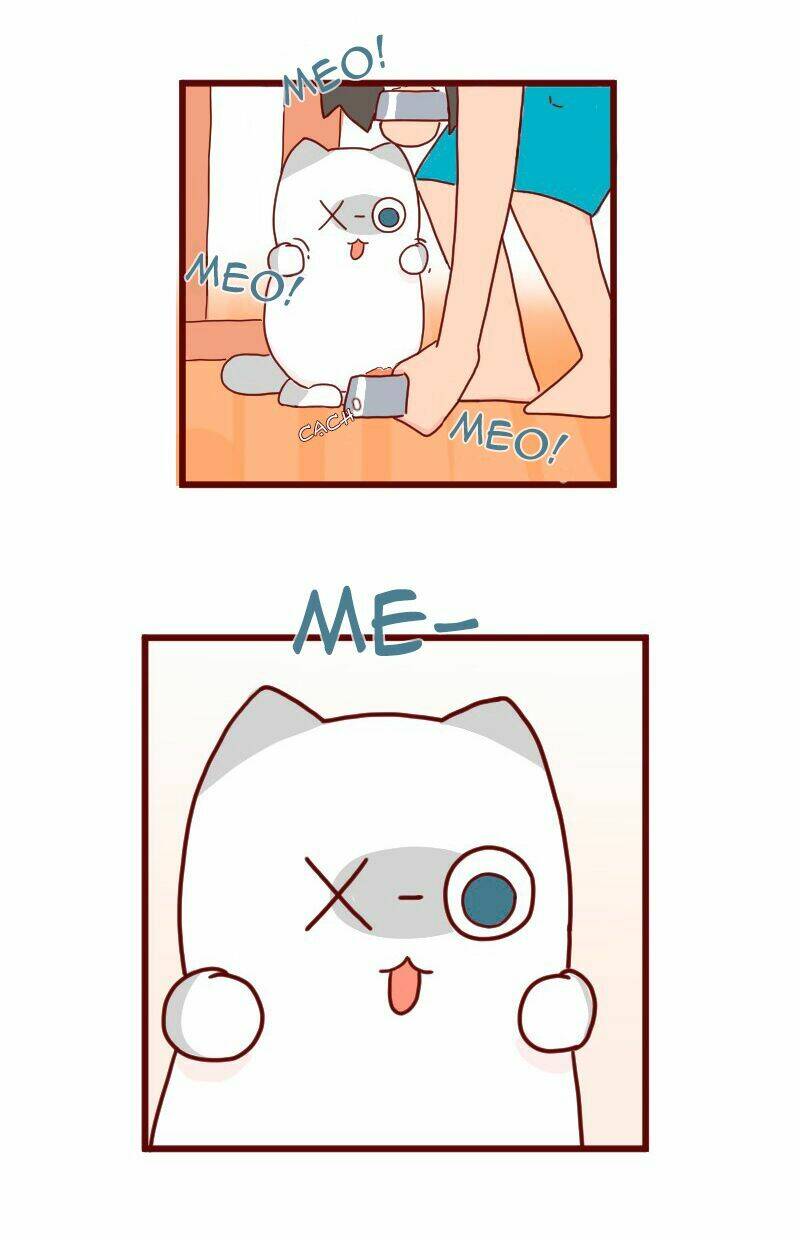 Saphie: Chú mèo một mắt: Chapter 8