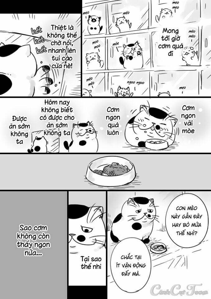 Ông Chú Và Con Mèo Mặt Bựa: Chapter 5