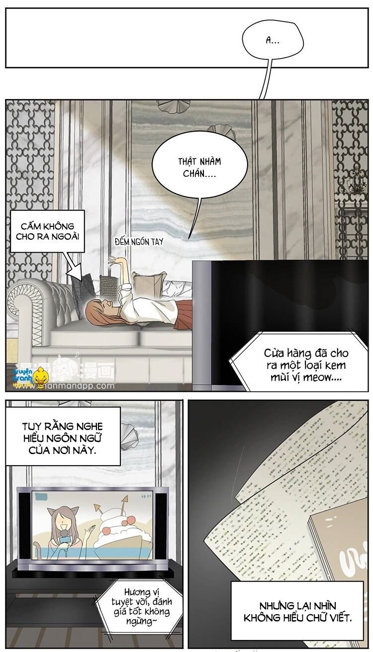 Cứu mạng ! Loài mèo thống trị thế giới rồi !: Chapter 8