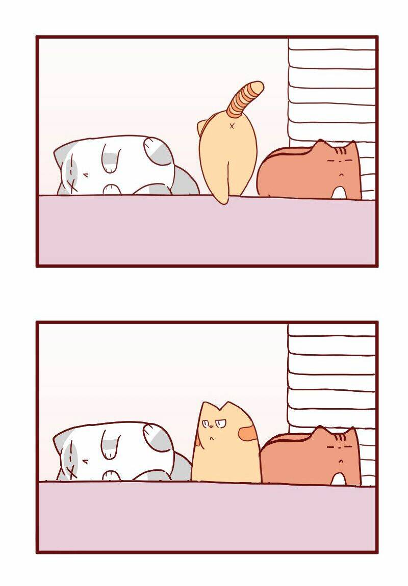 Saphie: Chú mèo một mắt: Chapter 10