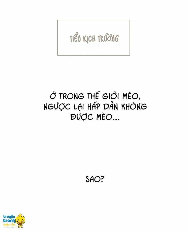 Cứu Mạng! Loài Mèo Thống Trị Thế Giới Rồi!: Chapter 13