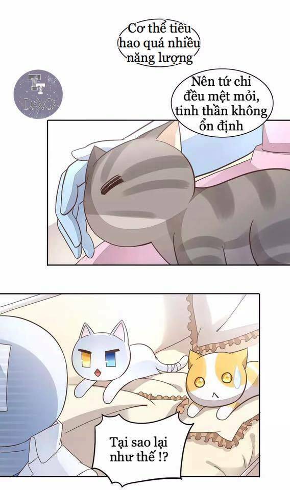 Dưới Móng Vuốt Mèo: Chapter 19