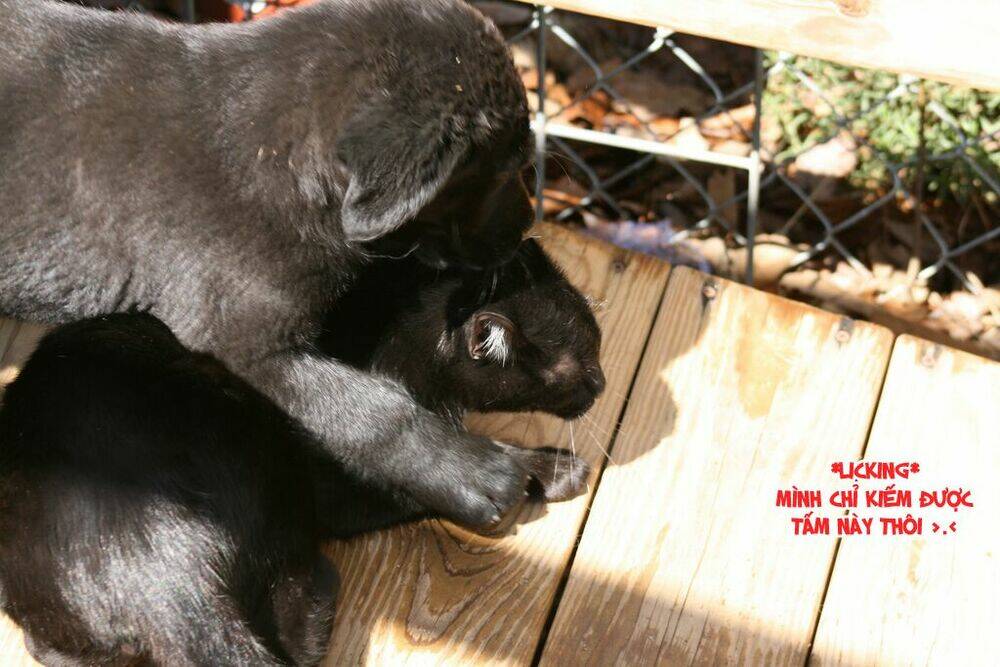 Chuyện Tình Của Toono Và Tamiya: Chapter 10.1