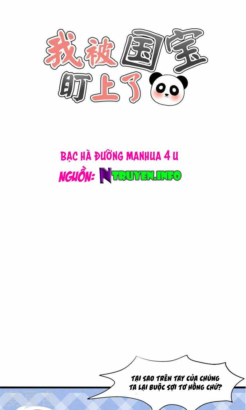 Tôi Bị Gấu Trúc Nhìn Trúng Rồi: Chapter 19