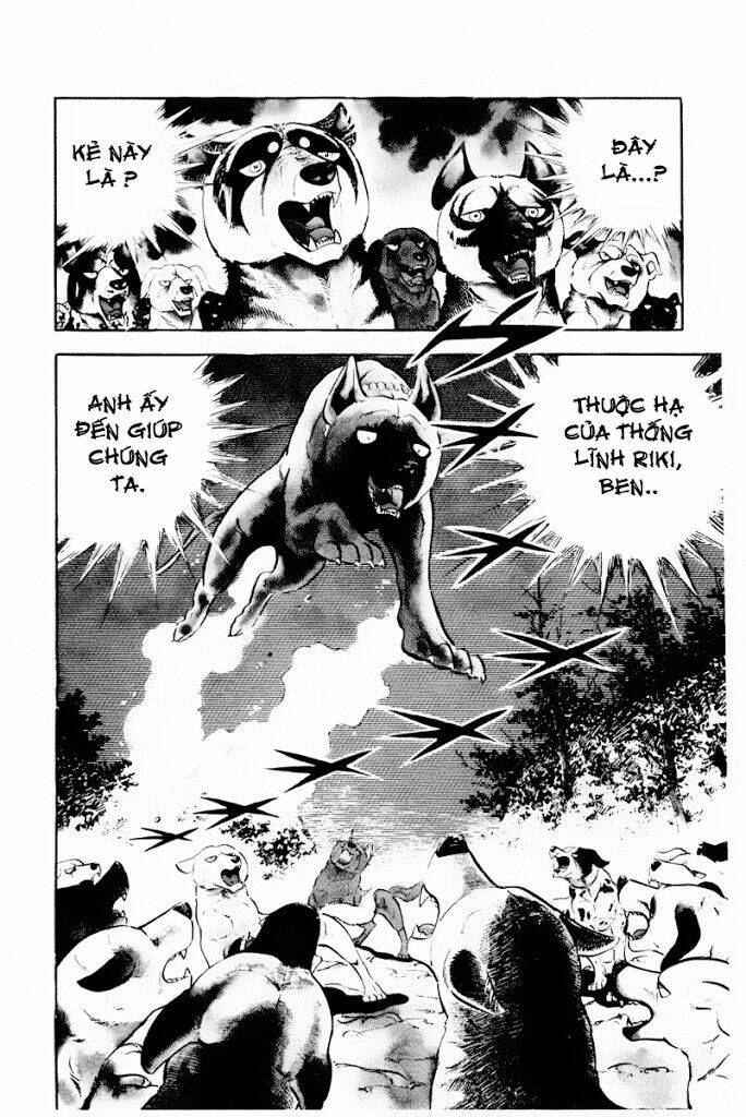 Chú Chó Có Nghĩa - Ginga Nagareboshi Gin: Chapter 30.2