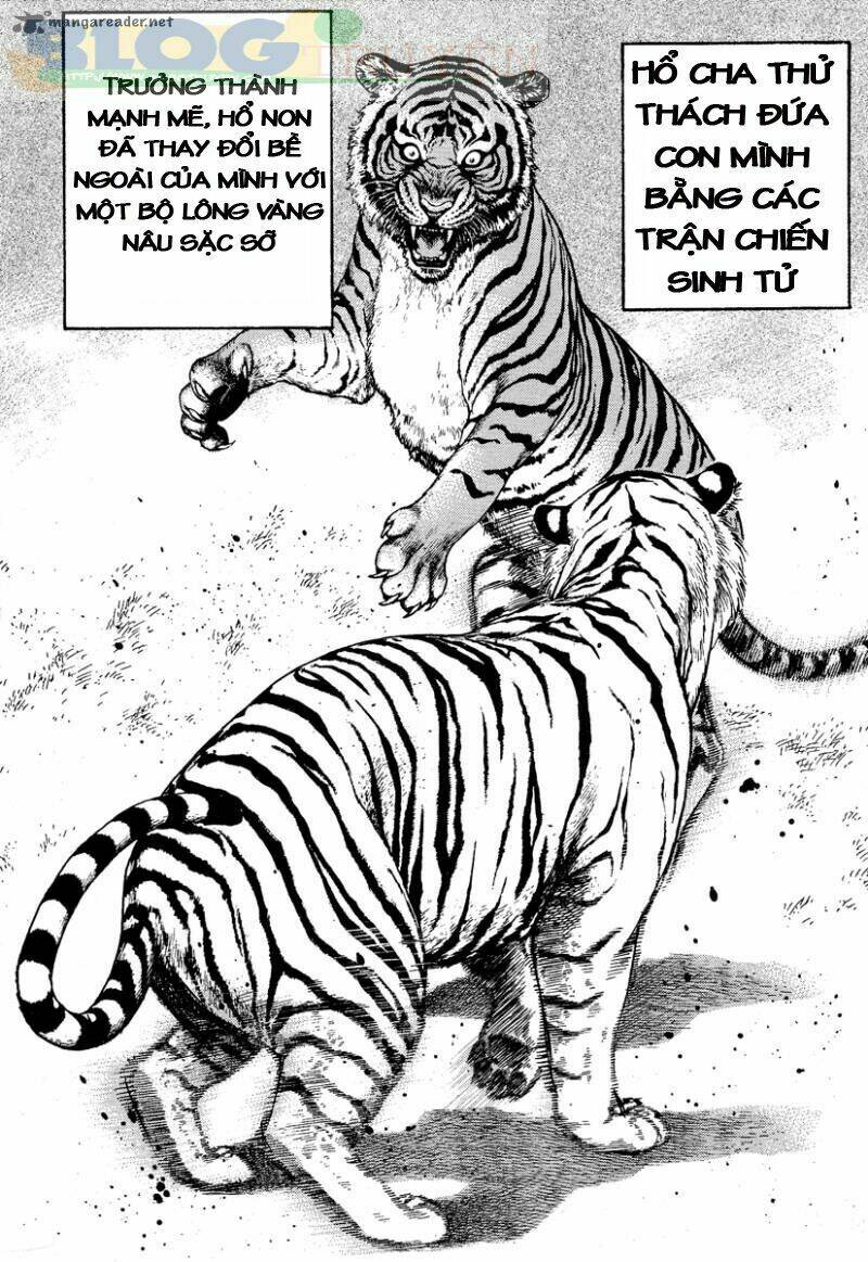 Tough - Miyazawa Kiichi: Chapter 217