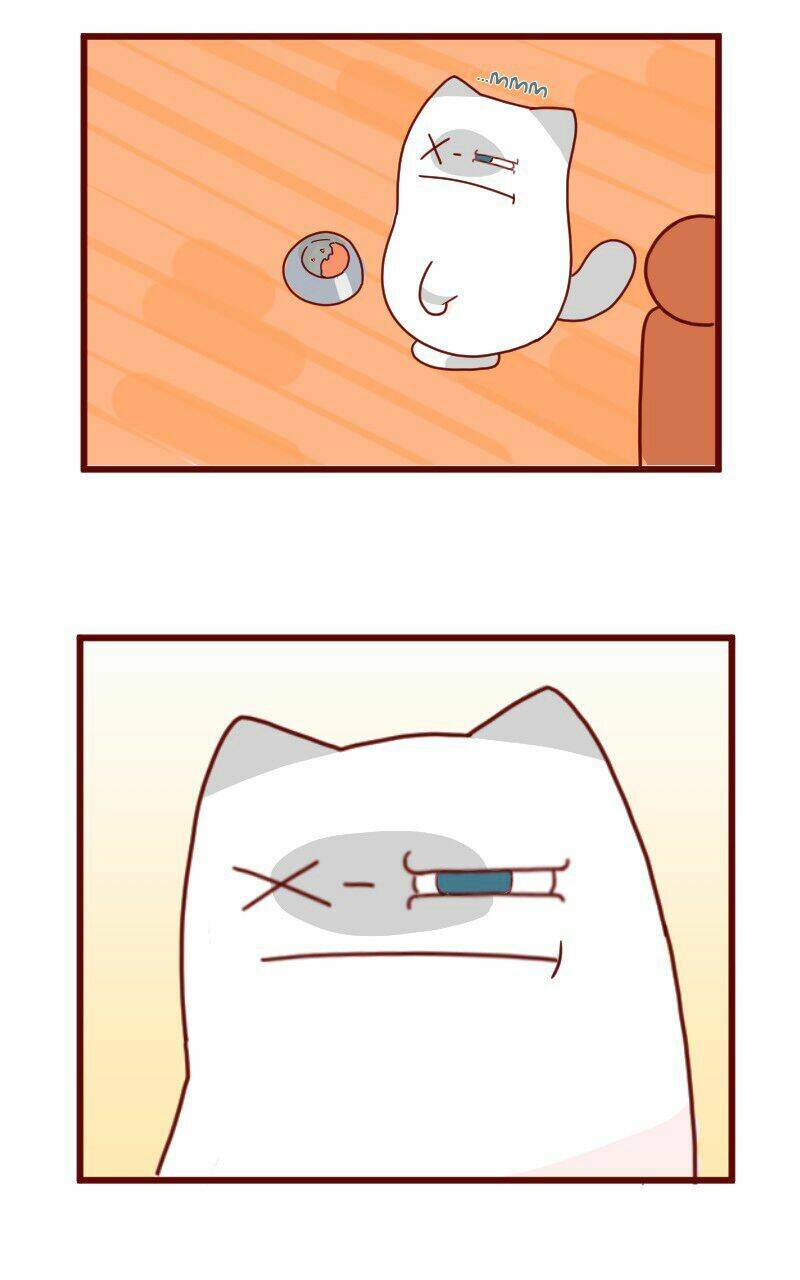 Saphie: Chú mèo một mắt: Chapter 8