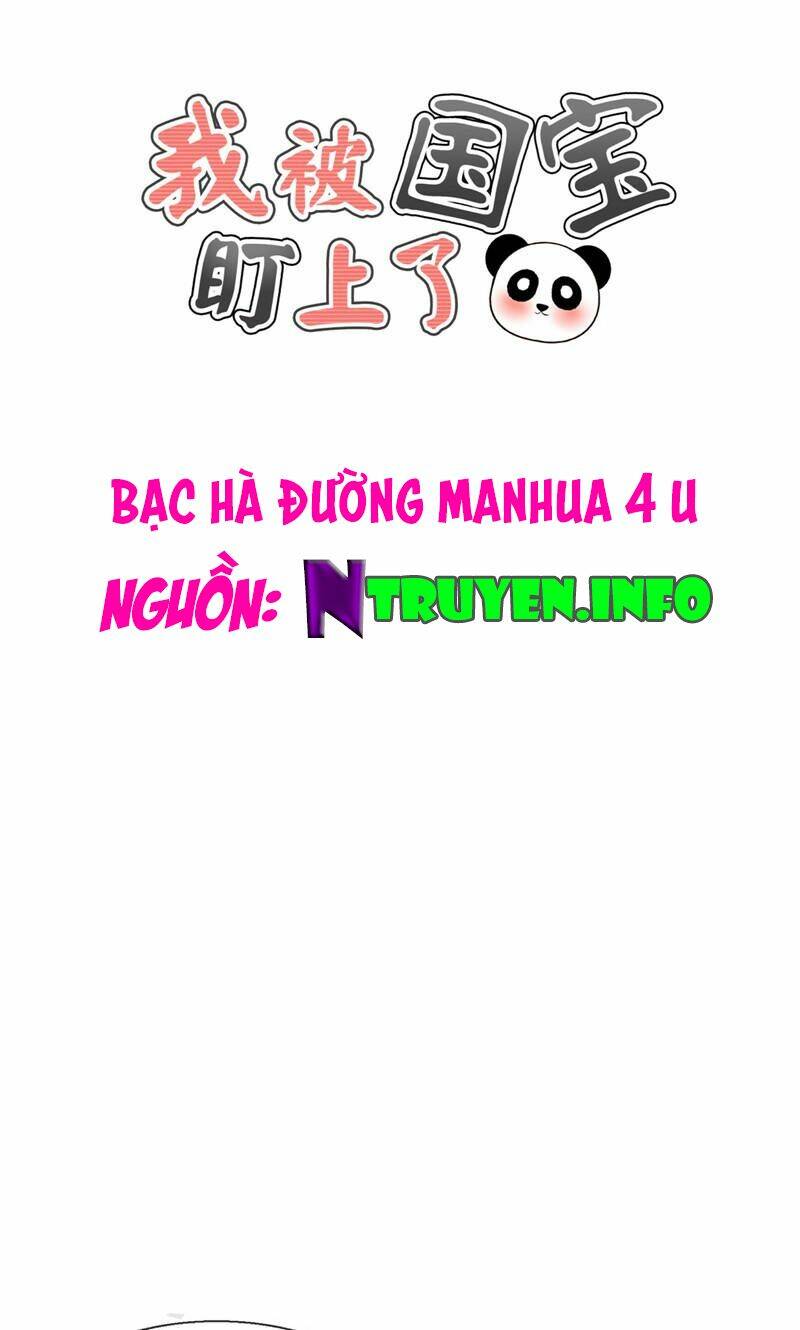 Tôi Bị Gấu Trúc Nhìn Trúng Rồi: Chapter 17