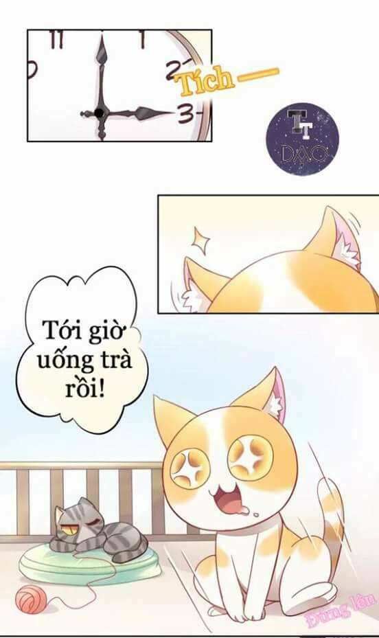 Dưới Móng Vuốt Mèo: Chapter 6