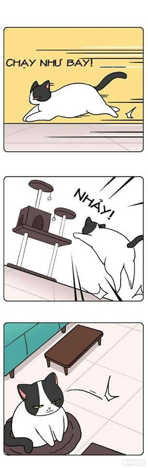 Hello Dư Tuyết Đặc: Chapter 2