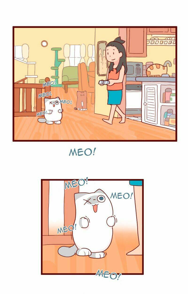 Saphie: Chú mèo một mắt: Chapter 8