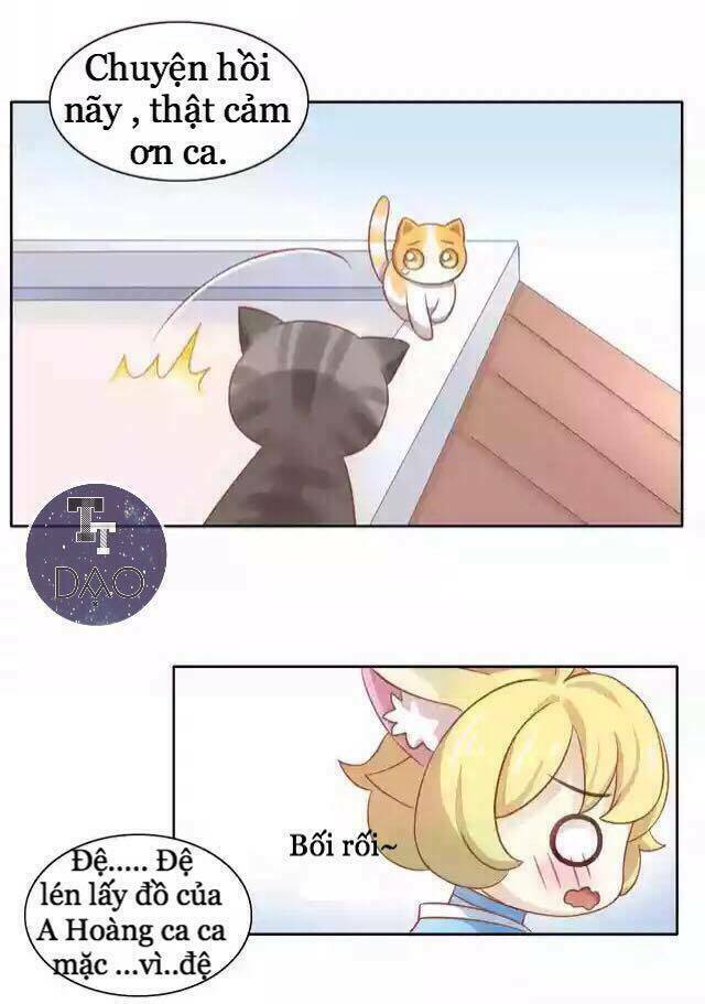Dưới Móng Vuốt Mèo: Chapter 11