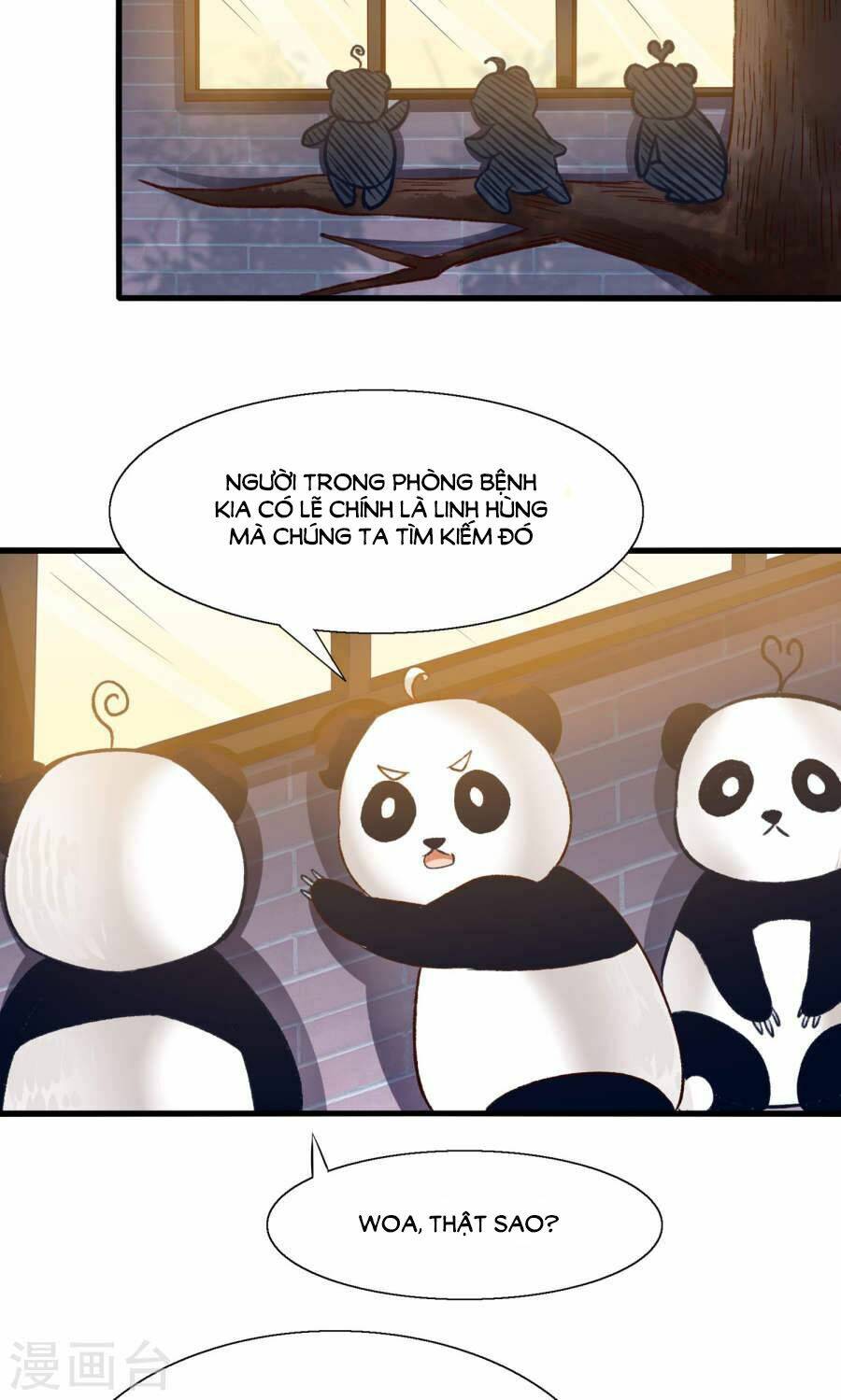 Tôi Bị Gấu Trúc Nhìn Trúng Rồi: Chapter 13