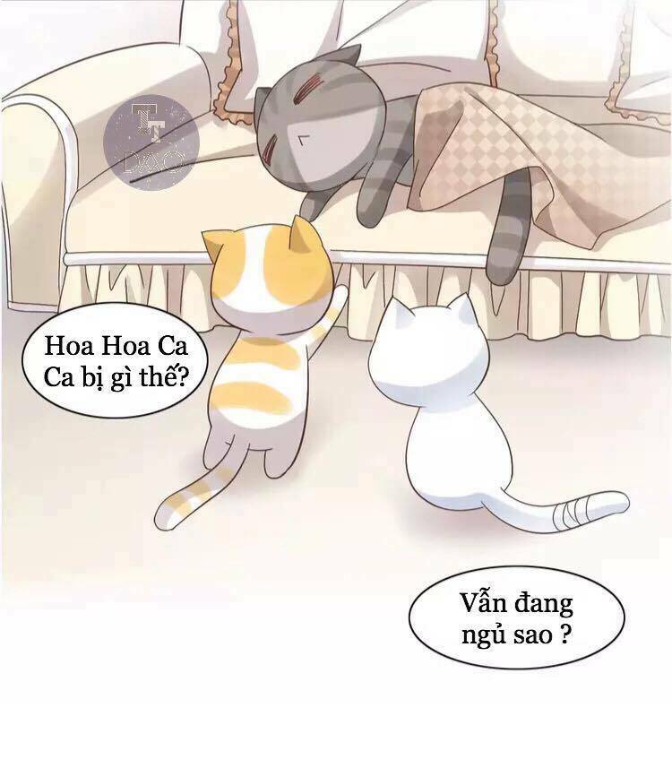 Dưới Móng Vuốt Mèo: Chapter 19