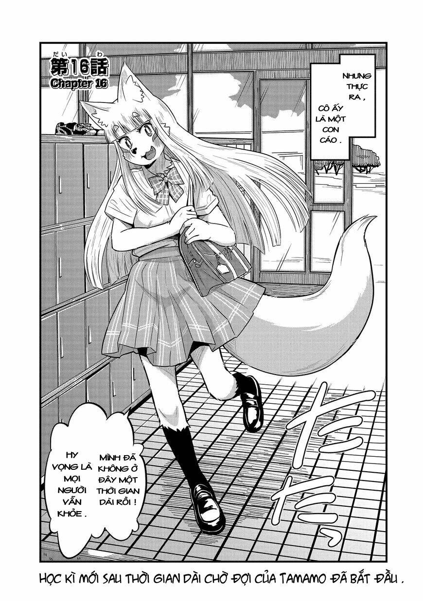 High School Inari Tamamo-Chan: Chapter 16